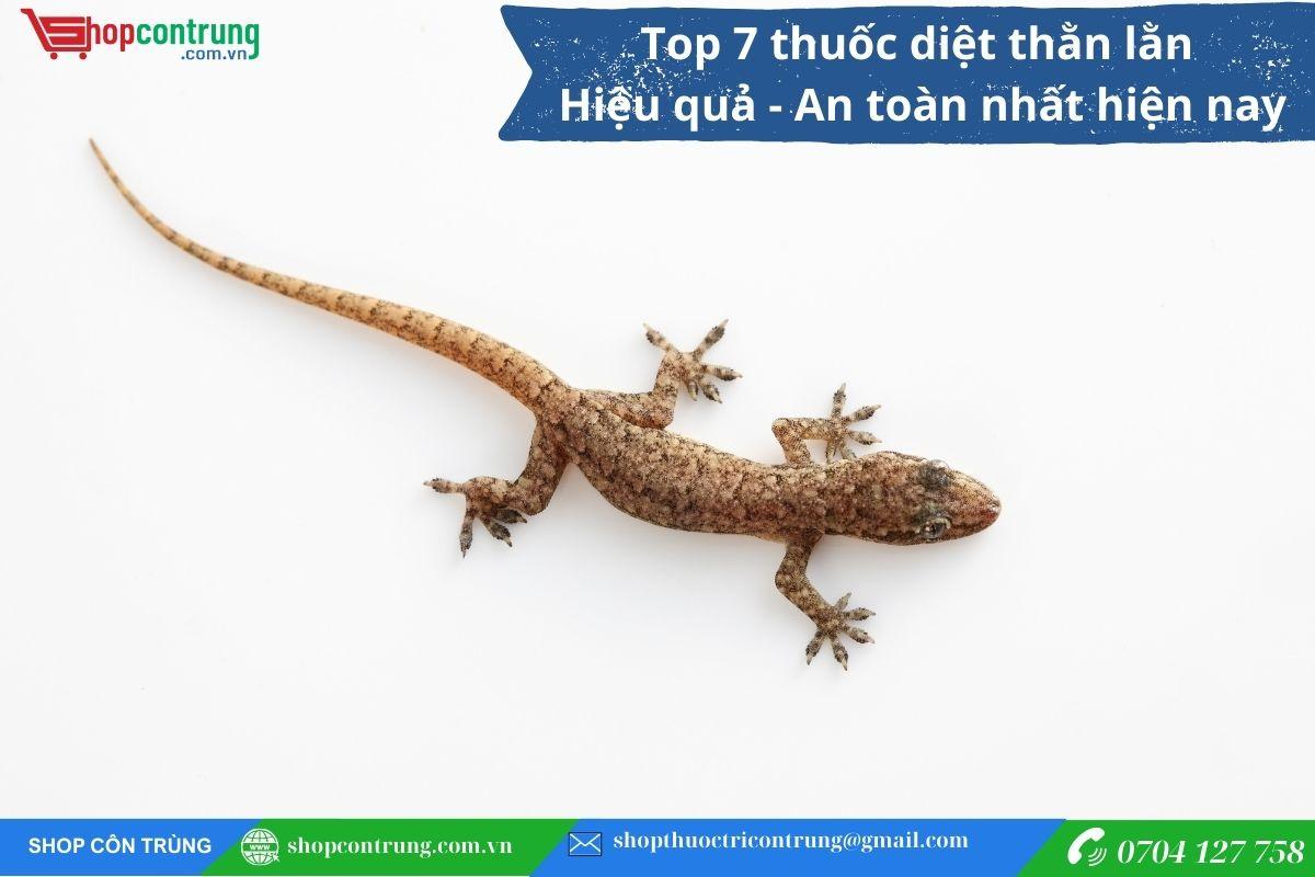 bình xịt xua đuổi thạch sùng an toàn